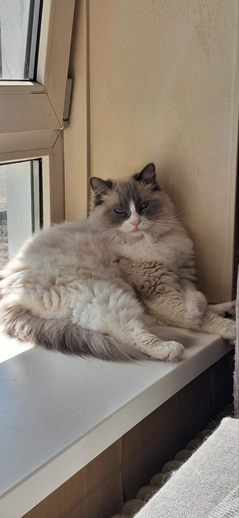 Ragdoll poes naam kira, Dieren en Toebehoren, Poes, Gechipt