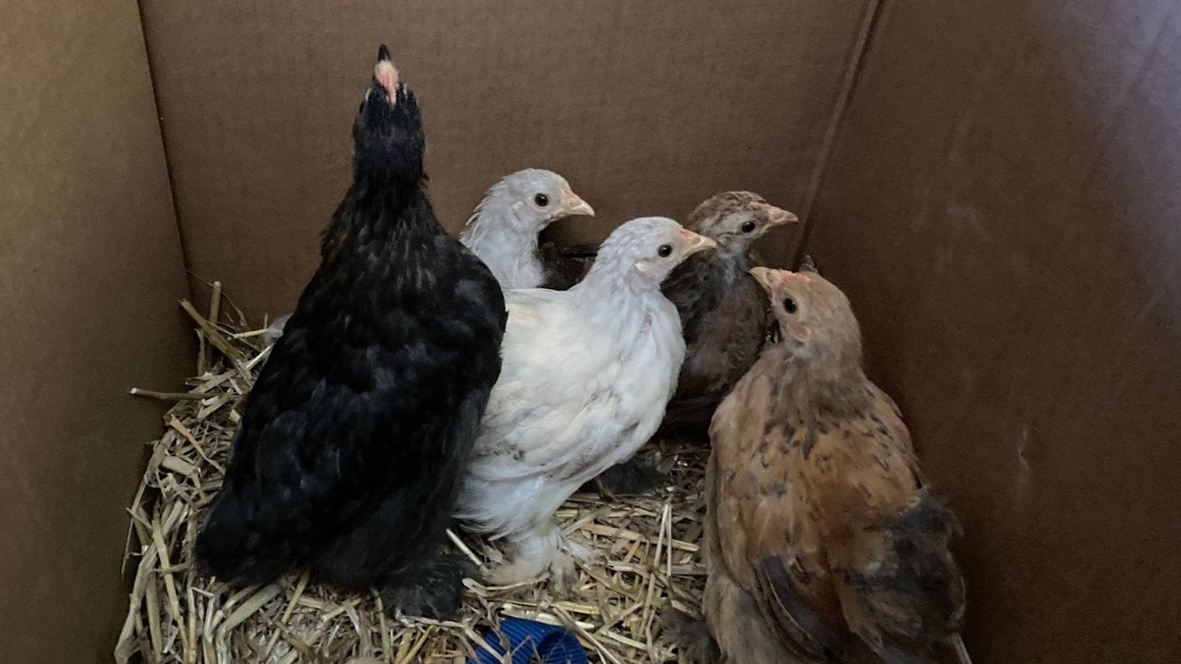 Cochin krielen, Dieren en Toebehoren, Meerdere dieren, Kip