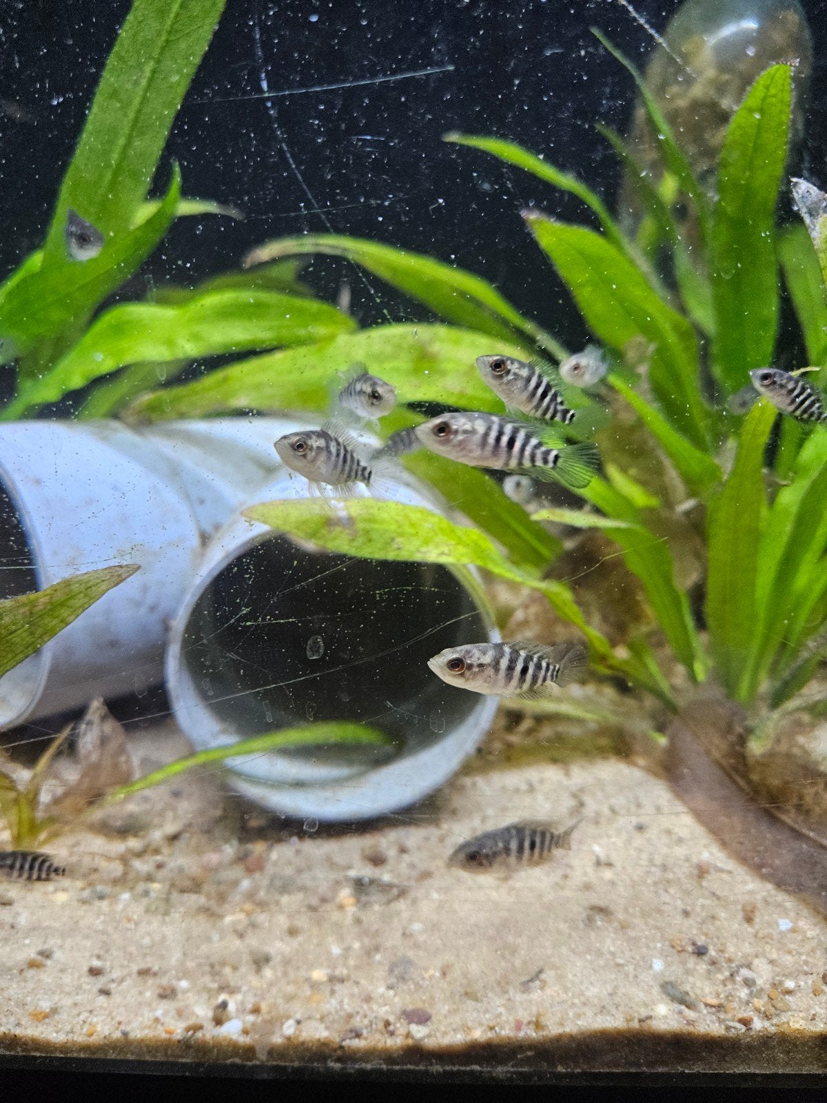 jaguar cichlide parachromis managuensis baby's, Vis