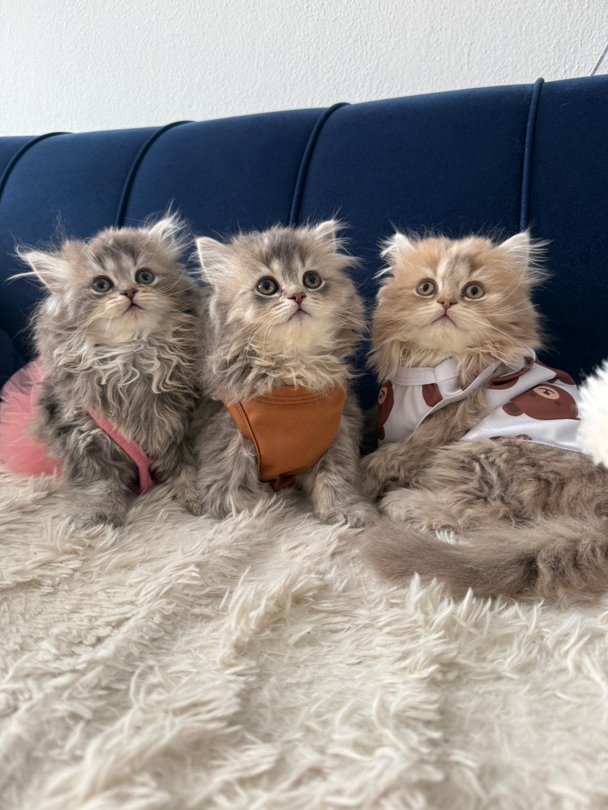 Blue point X golden blue shaded kittens, Dieren en Toebehoren, Katten en Kittens | Raskatten | Langhaar, Meerdere dieren, 0 tot 2 jaar