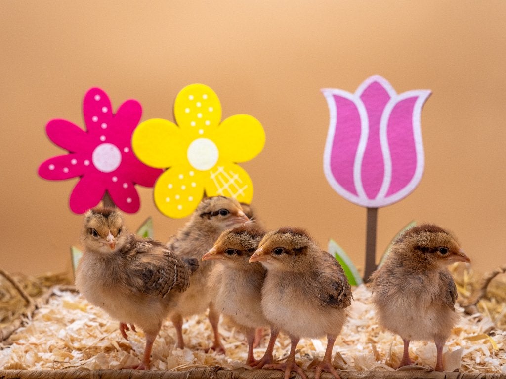 Jonge tamme Welsumer kuiken gesekst & ingeënt, Dieren en Toebehoren, Pluimvee, Vrouwelijk, Kip
