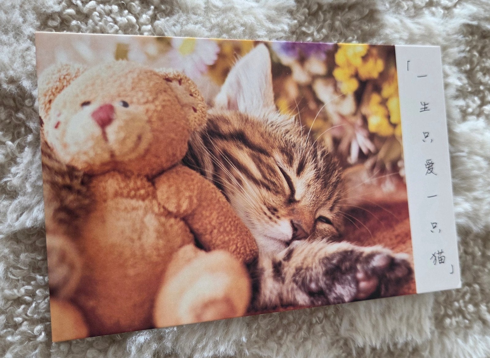 Schattige Ansichtkaart met Slapende Kat en Teddybeer, Verzamelen, Verzenden, 1980 tot heden, Ongelopen, Hond of Kat