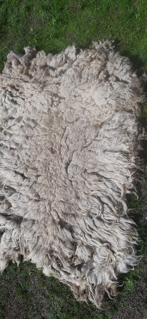 vachtvilten/vacht/wol/Schoonebeker/Schoonebeeker, Ophalen of Verzenden, Spinwol
