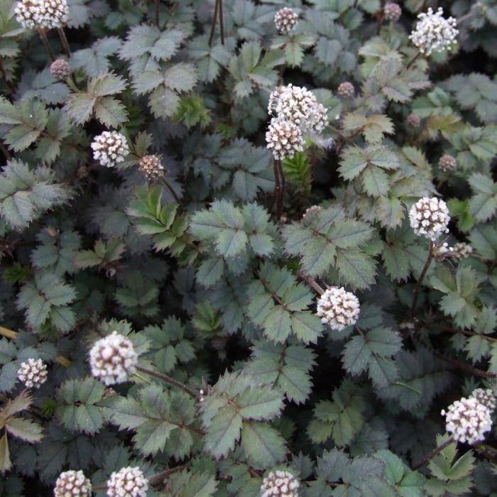 Stekelnootje vaste plant, Tuin en Terras, Planten | Tuinplanten, Ophalen, Bodembedekkers, Vaste plant, Halfschaduw