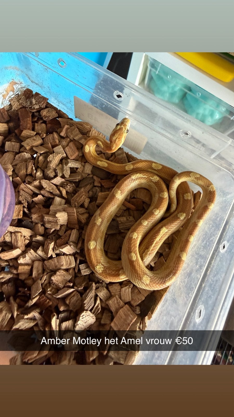 Rattenslangen (Hele leuke genen) (Spoed!) Rat Snake photo 14
