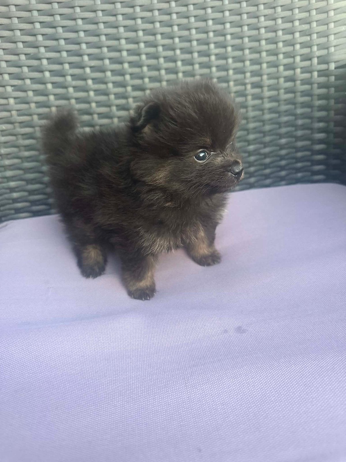 Pomeriaan, Overige rassen, 8 tot 15 weken, Meerdere, Meerdere dieren