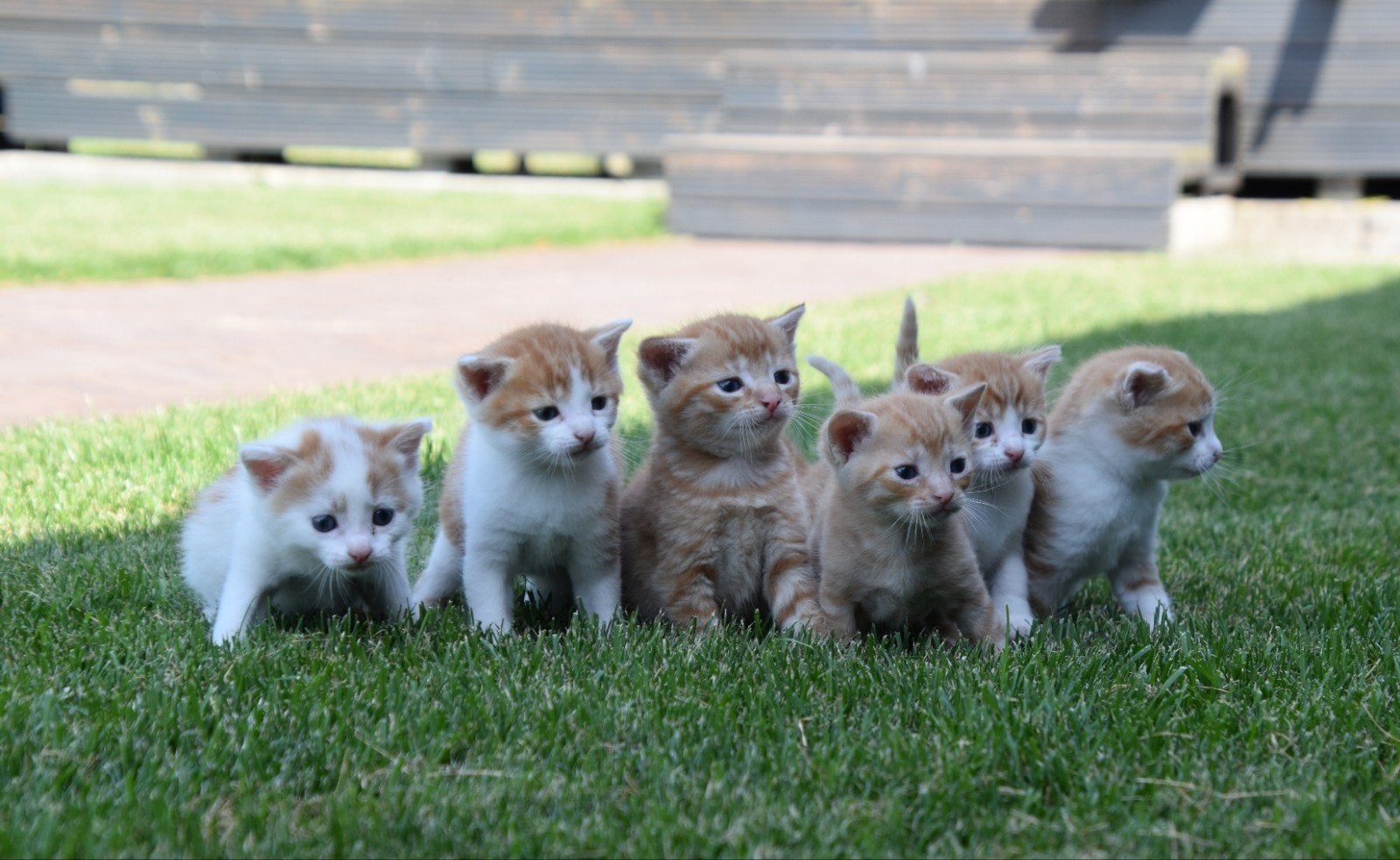 Nestje rood en rood/witte kittens over ong. 8 weken, Meerdere dieren
