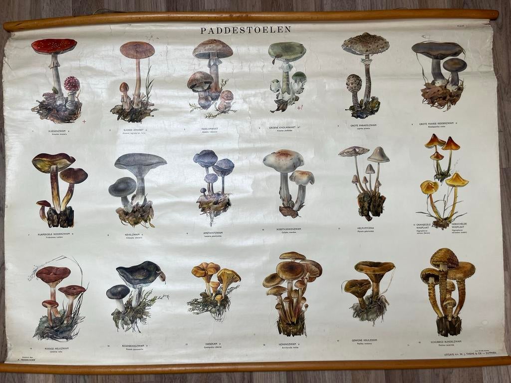 Vintage Paddenstoelen Schoolplaat - Thieme & Cie, Antiek en Kunst, Antiek | Schoolplaten, Ophalen of Verzenden, Natuur en Biologie
