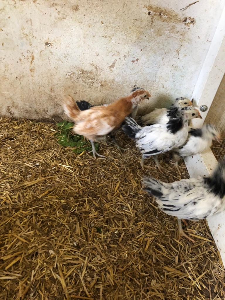 Kuikentjes, Dieren en Toebehoren, Pluimvee, Geslacht onbekend, Kip