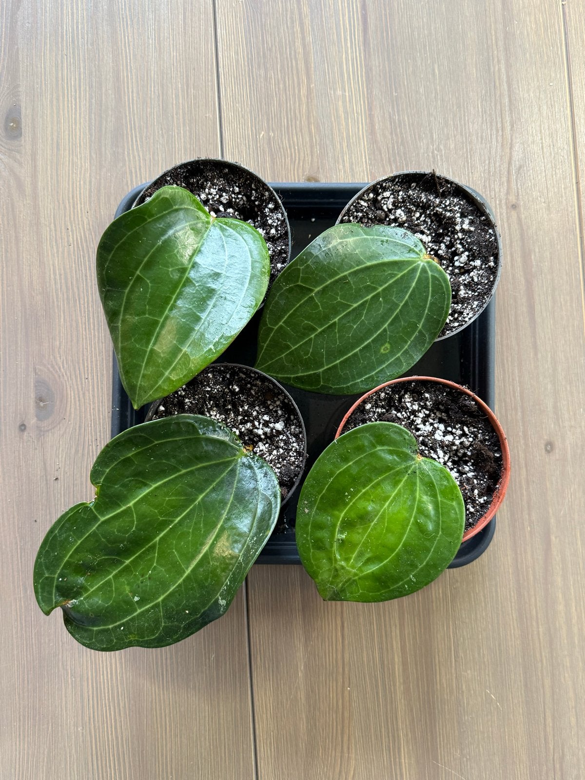 Grote Hoya Latifolia - Prachtige en zeldzame plant, Overige soorten, Vaste plant, Ophalen of Verzenden, Bloeit niet