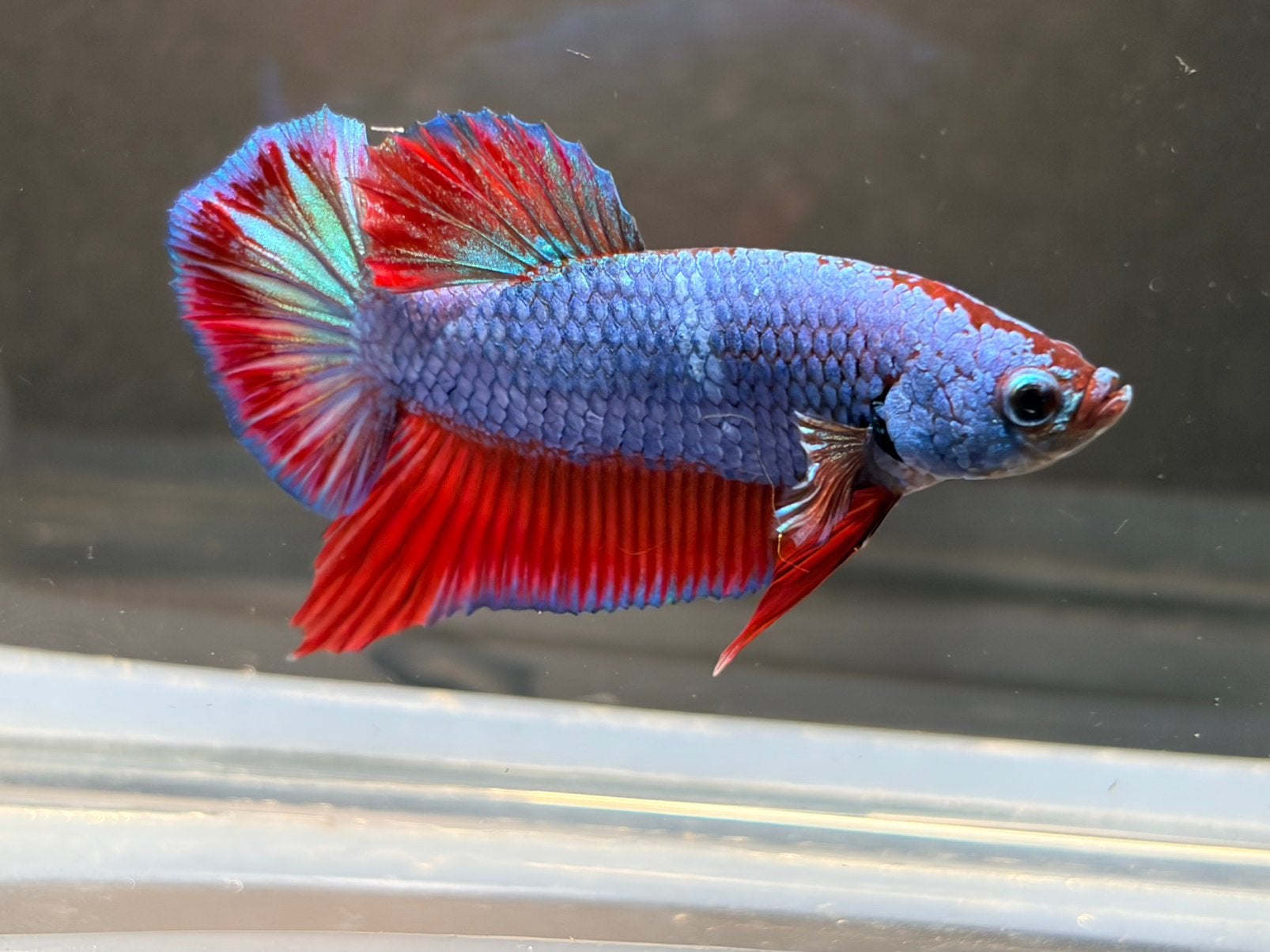 Betta Splendens Kempvis man rood/blauw, Dieren en Toebehoren, Vissen | Aquariumvissen, Vis