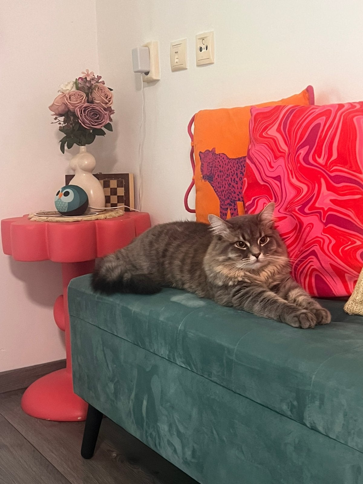 Stormy & cloud, Kater