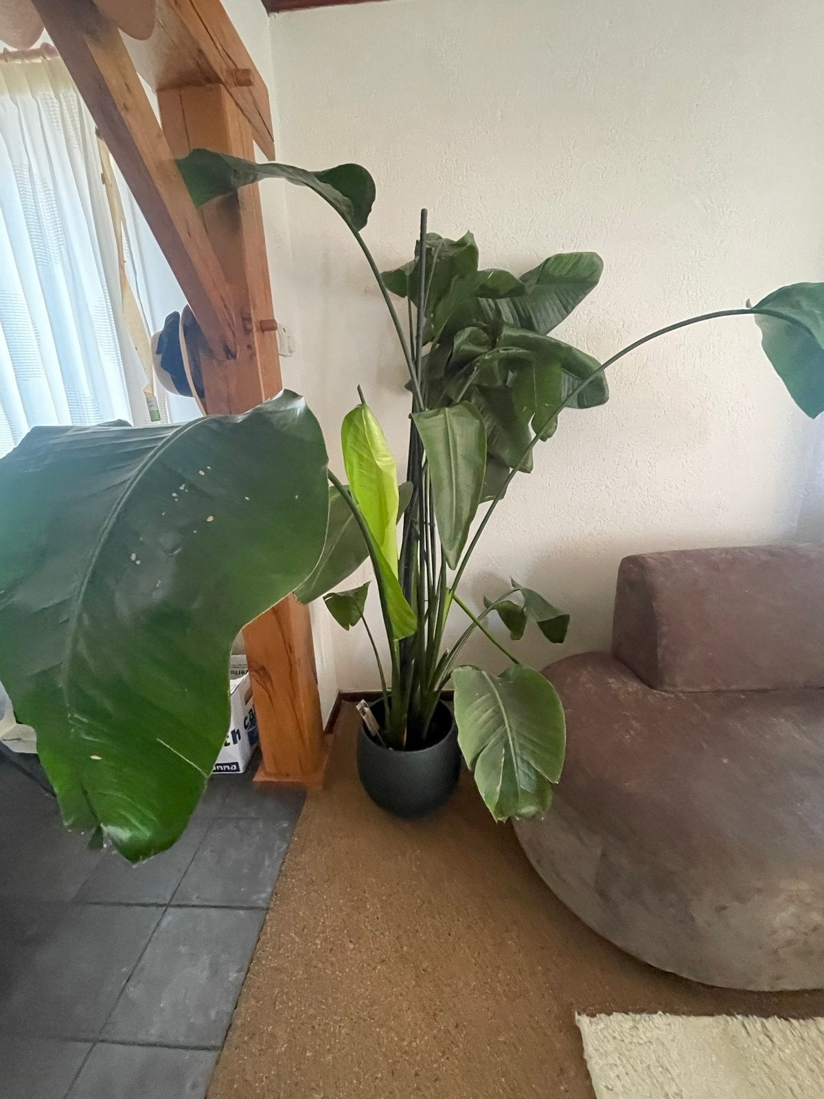 Grote kamerplant, Huis en Inrichting, Kamerplanten, Ophalen, 200 cm of meer, Overige soorten, Halfschaduw