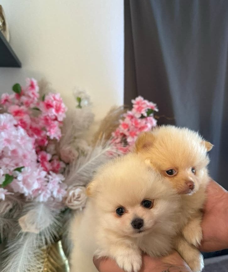 Pomeriaan pups, Parvo, 8 tot 15 weken, Meerdere, Meerdere dieren