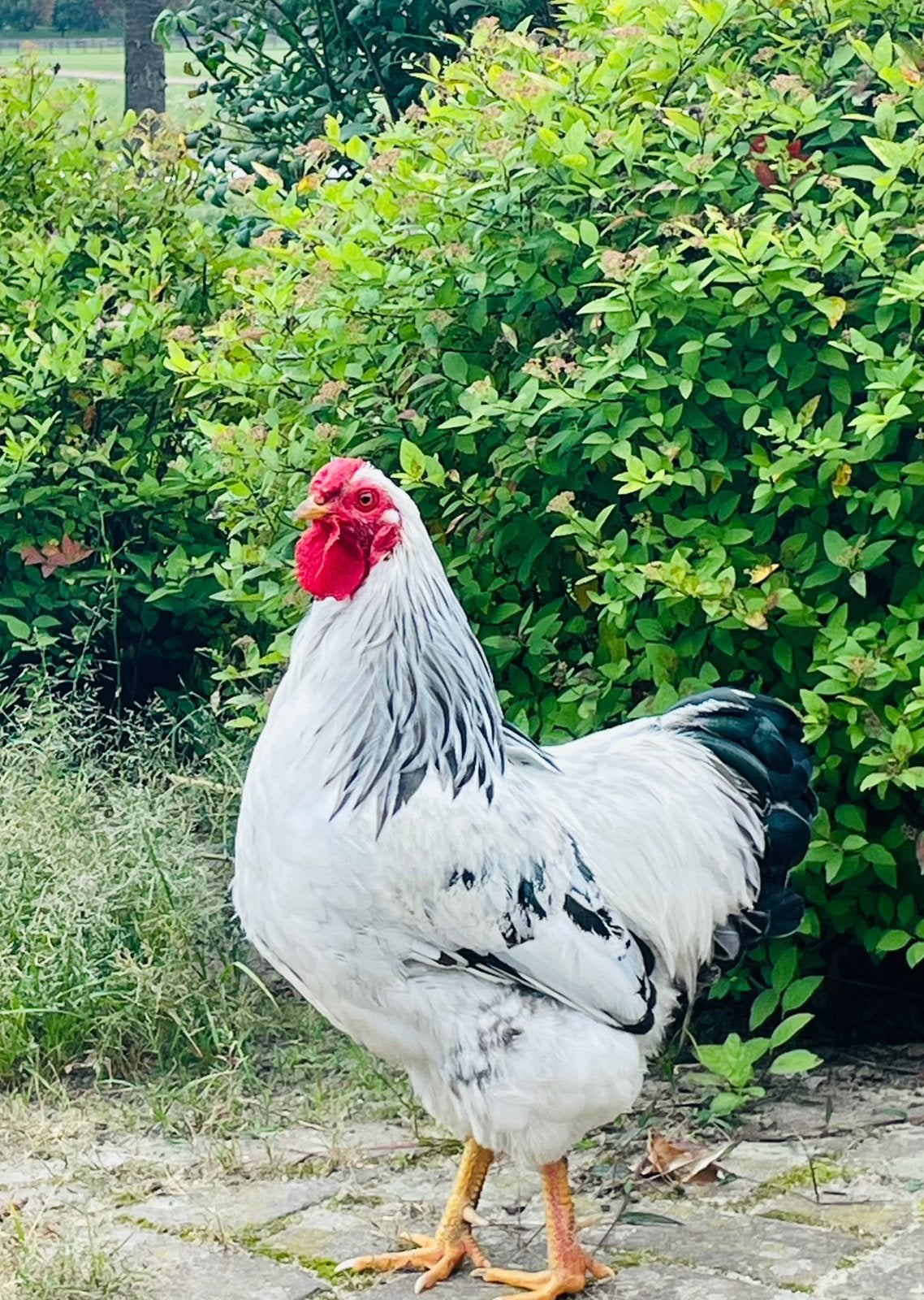 Een Wyandotte kriel Columbia zwart haan uit 2025, Dieren en Toebehoren, Mannelijk, Kip