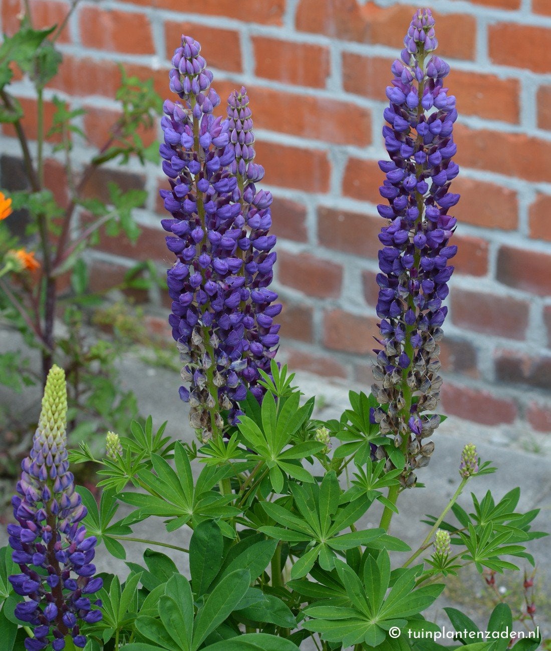 Uit de biologische moestuin: Paarse Lupine, zaden, Ophalen of Verzenden, Najaar, Halfschaduw, Zaad