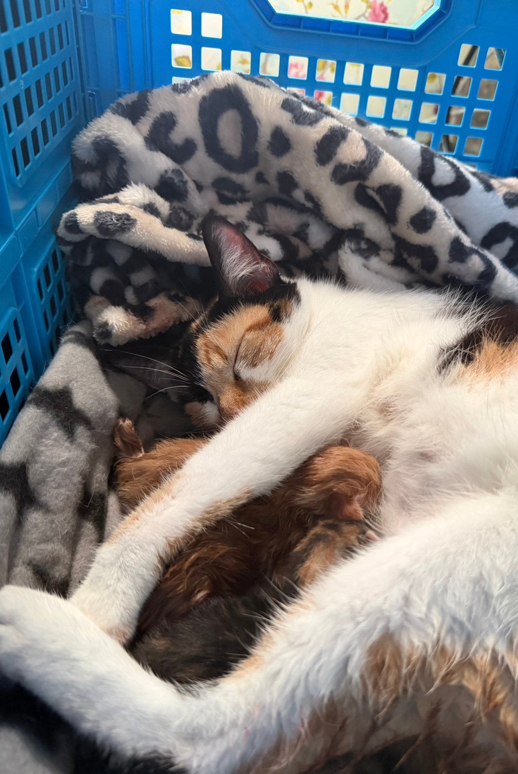 Kittens, mogen nog niet weg!, Dieren en Toebehoren, Meerdere dieren