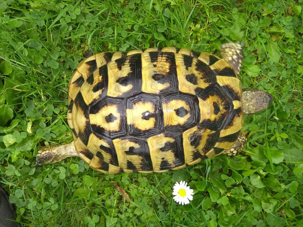 Griekse landschildpadden - hobbykweker -  Landschildpad, Schildpad, 3 tot 6 jaar