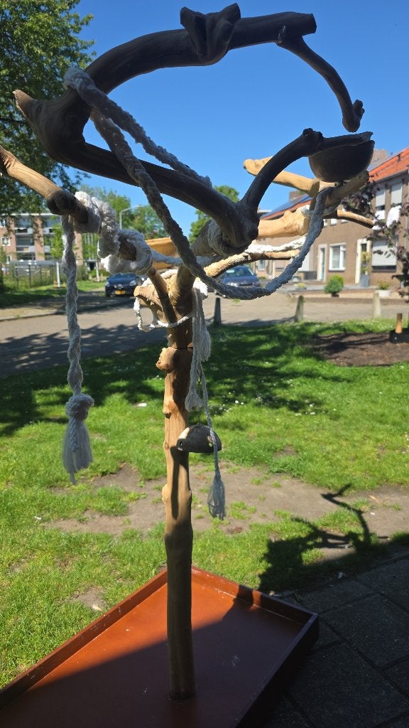 Te koop javaboom op plaat, Dieren en Toebehoren, Mannelijk, Papegaai