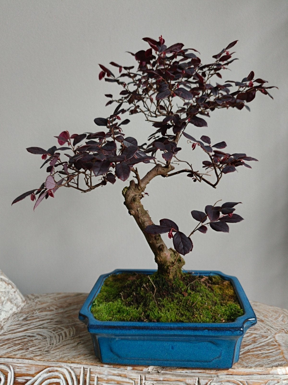 Loropetalum Bonsai, Bloeit niet, Halfschaduw, Minder dan 100 cm, Overige soorten