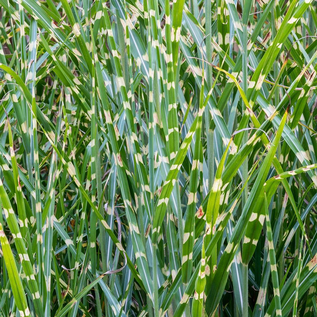 Miscanthus sinensis 'Strictus' / Tijgergras P9 pot, Ophalen of Verzenden, Vaste plant, Siergrassen, Volle zon