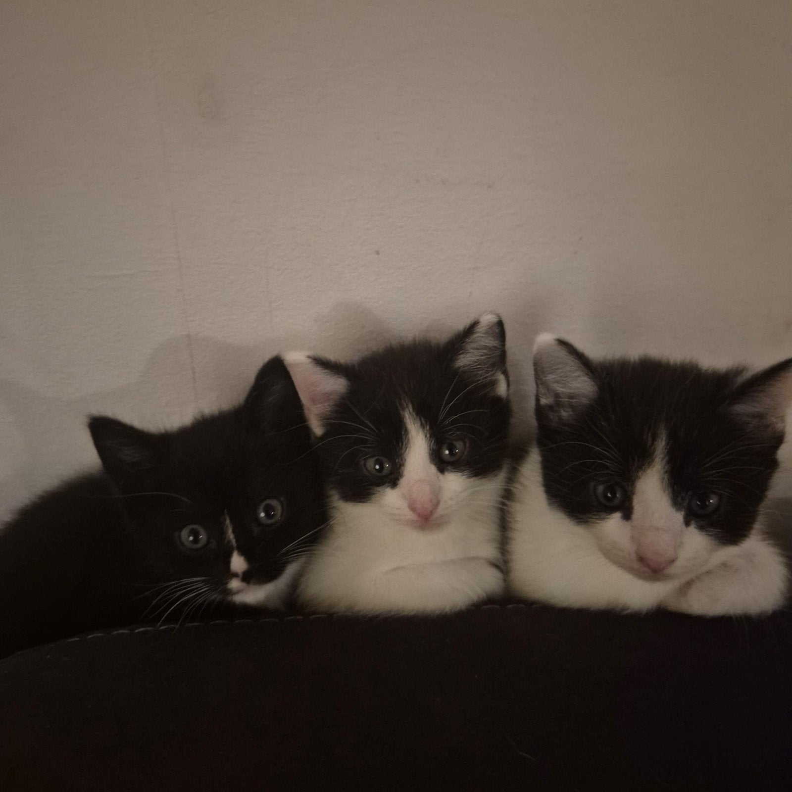 Lieve kittens, Dieren en Toebehoren, Katten en Kittens | Raskatten | Korthaar, Meerdere dieren, Ontwormd