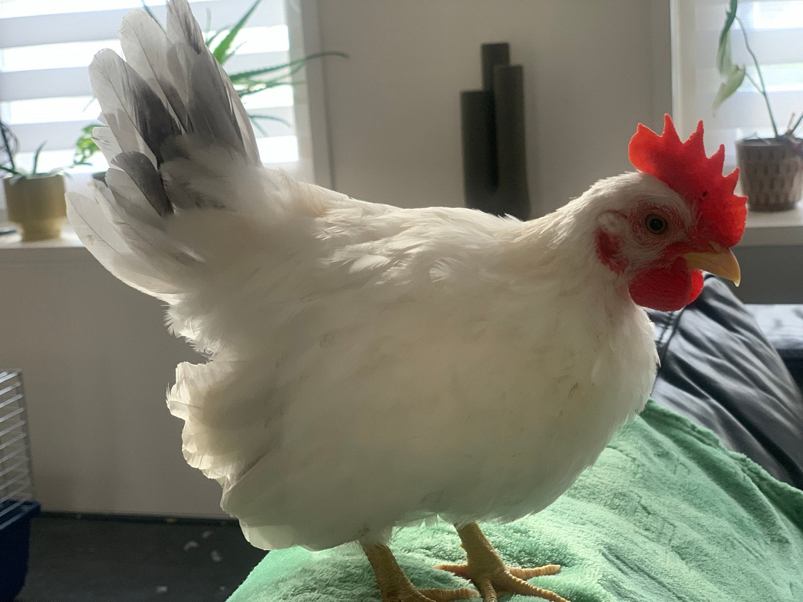 Chabo Haantje zoekt fijn thuis, Dieren en Toebehoren, Pluimvee, Mannelijk, Kip