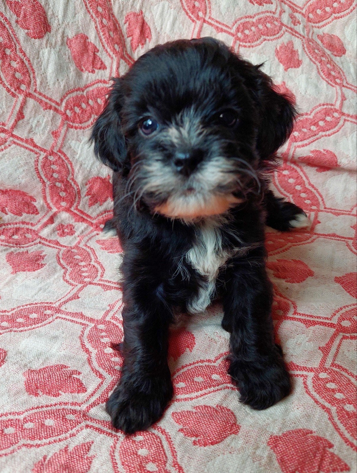 6 prachtige maltipoo puppy’s ️, Poedel, 8 tot 15 weken, Parvo, Meerdere
