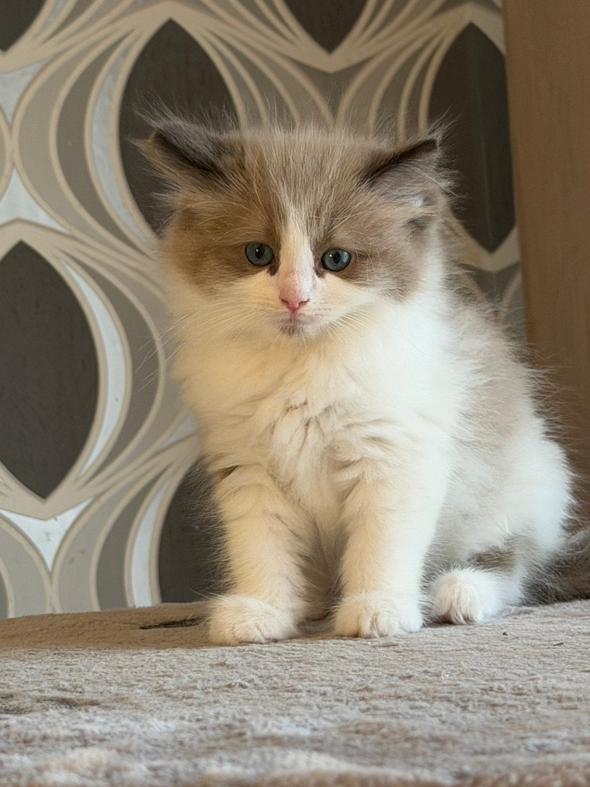 Ragdoll kittens mogen verhuizen, Dieren en Toebehoren, Meerdere dieren