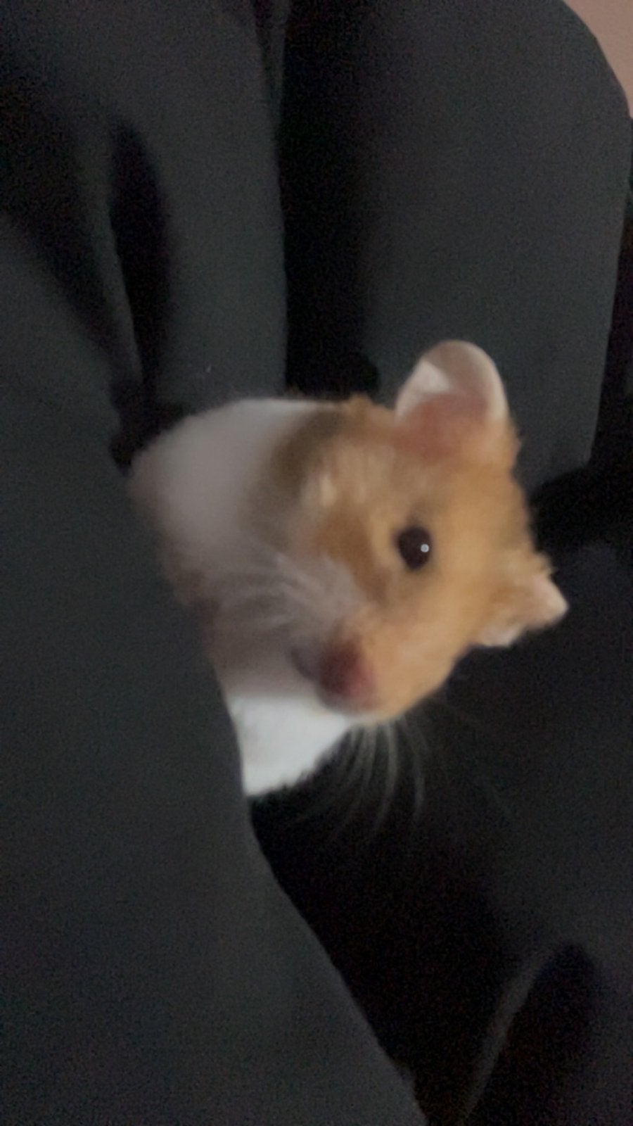 hamster, Dieren en Toebehoren, Hamster, Vrouwelijk, Tam, Oktober