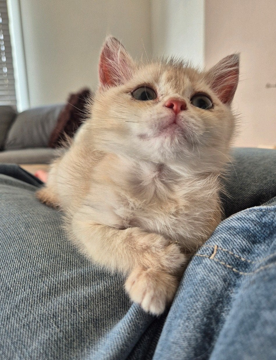 Foto 2 van Prachtige raszuivere britse korthaar kittens