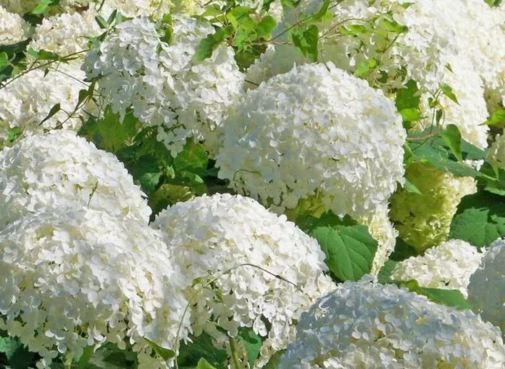 Gratis Hortensia struiken - zelf uitsteken, Vaste plant, Halfschaduw, Zomer, Ophalen