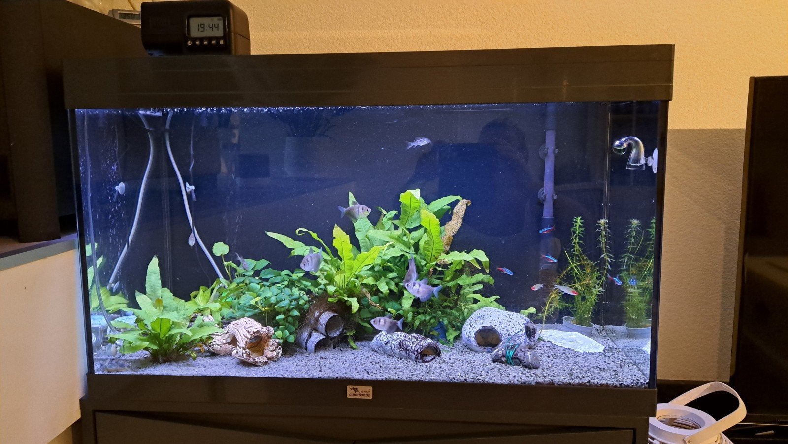 Aquarium compleet, Dieren en Toebehoren, Vissen | Aquariumvissen, Overige typen, Zoetwatervis