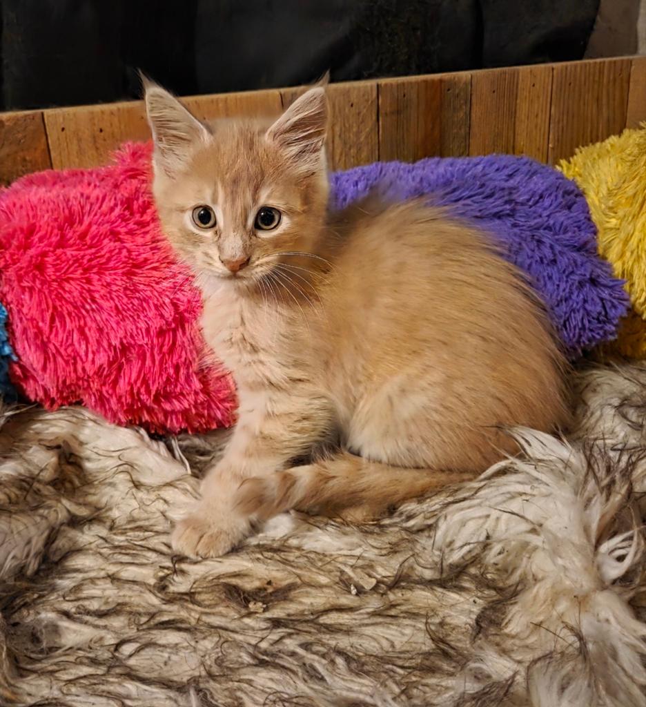 Raszuivere maine coon kittens, Dieren en Toebehoren, Katten en Kittens | Raskatten | Langhaar, Poes, Ontwormd