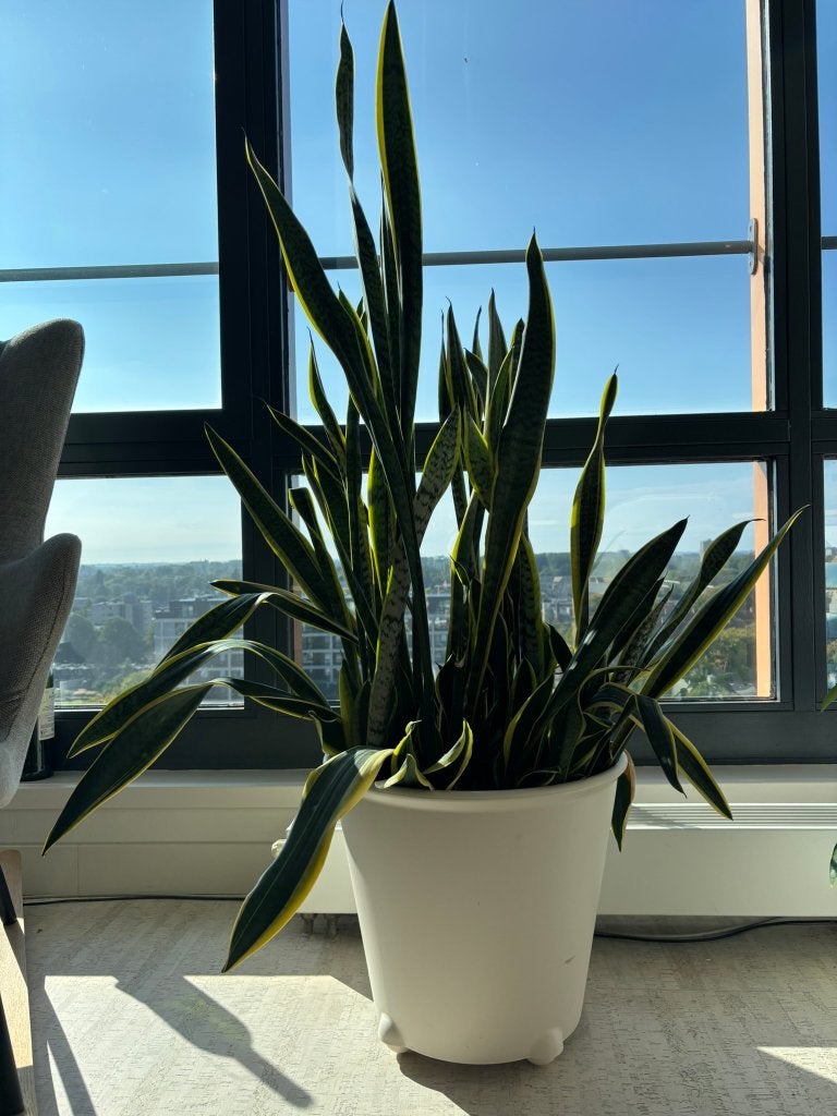 Sansevieria groot 1meter+, Ophalen, 100 tot 150 cm, Halfschaduw, Cactus