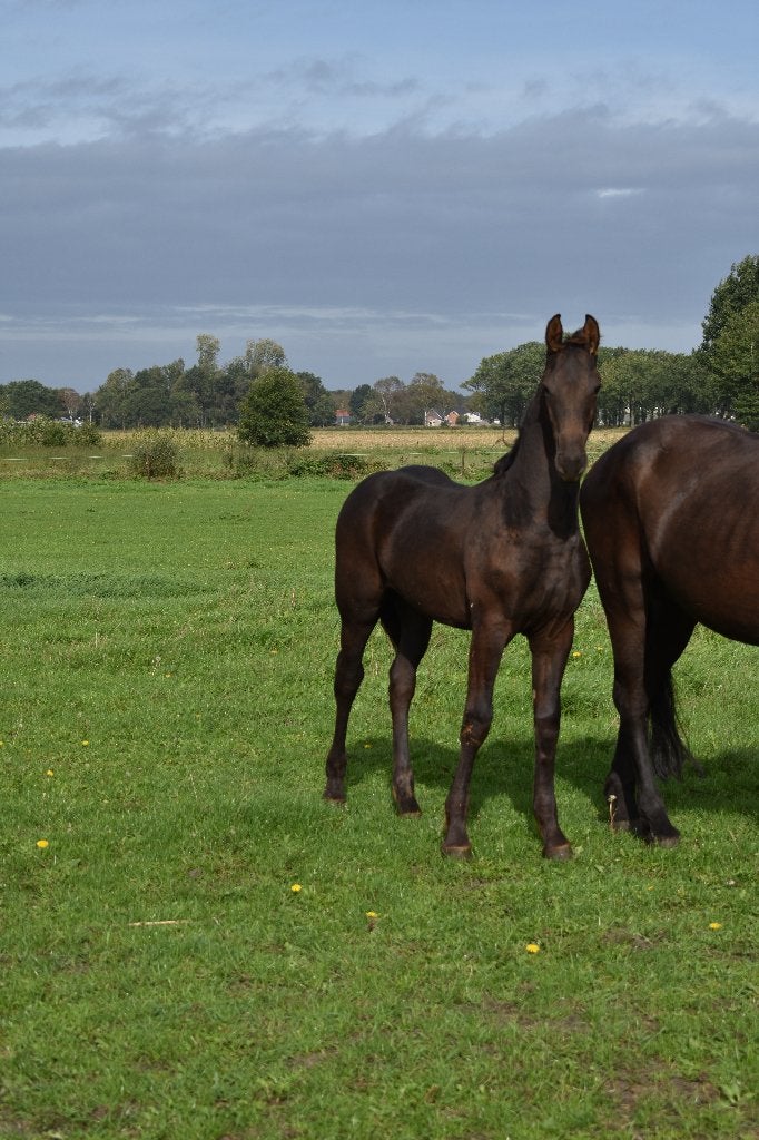 Te koop: Arabo fries hengst veulen, Met stamboom, Minder dan 160 cm, Niet van toepassing, Dressuurpaard