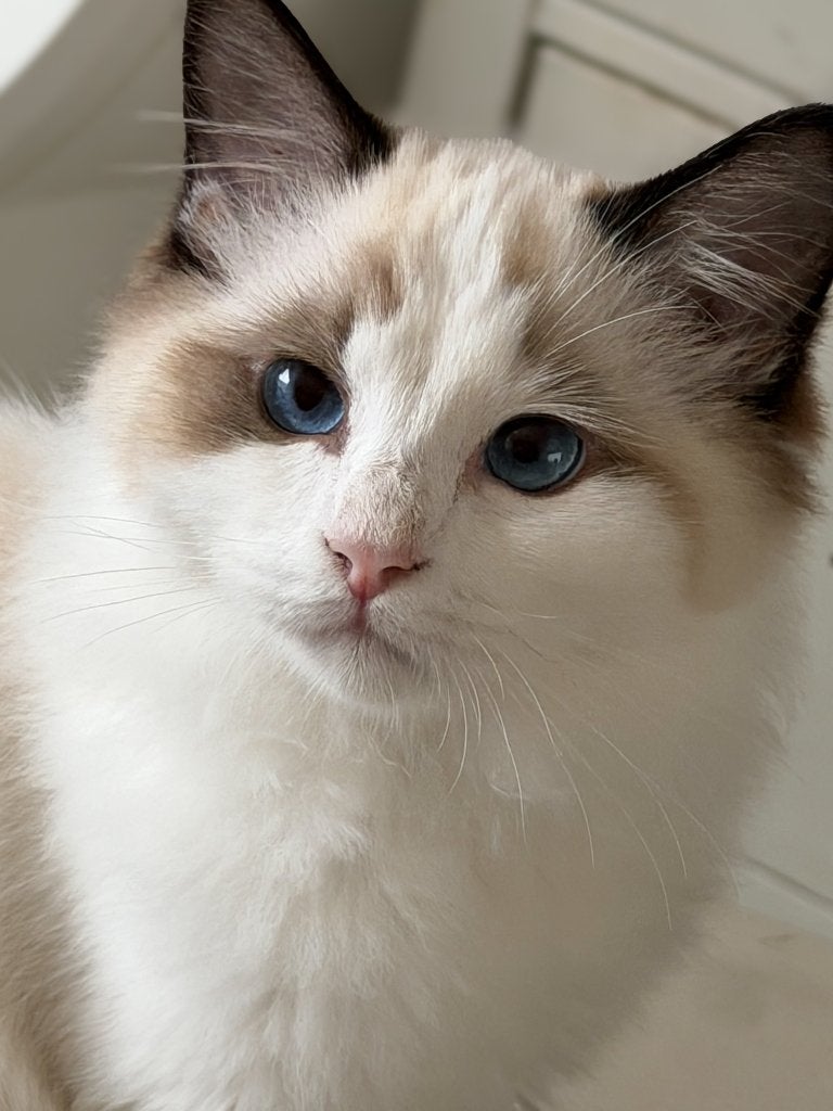 Ragdoll kittens met stamboom en uit geteste ouders!, Dieren en Toebehoren, Meerdere dieren, Met stamboom, 0 tot 2 jaar