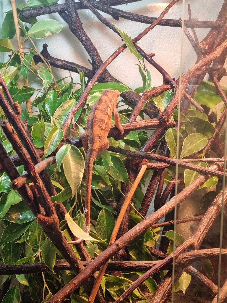 Panterkameleon vrouw (Furcifer pardalis Nosy Be) - 9 maanden
