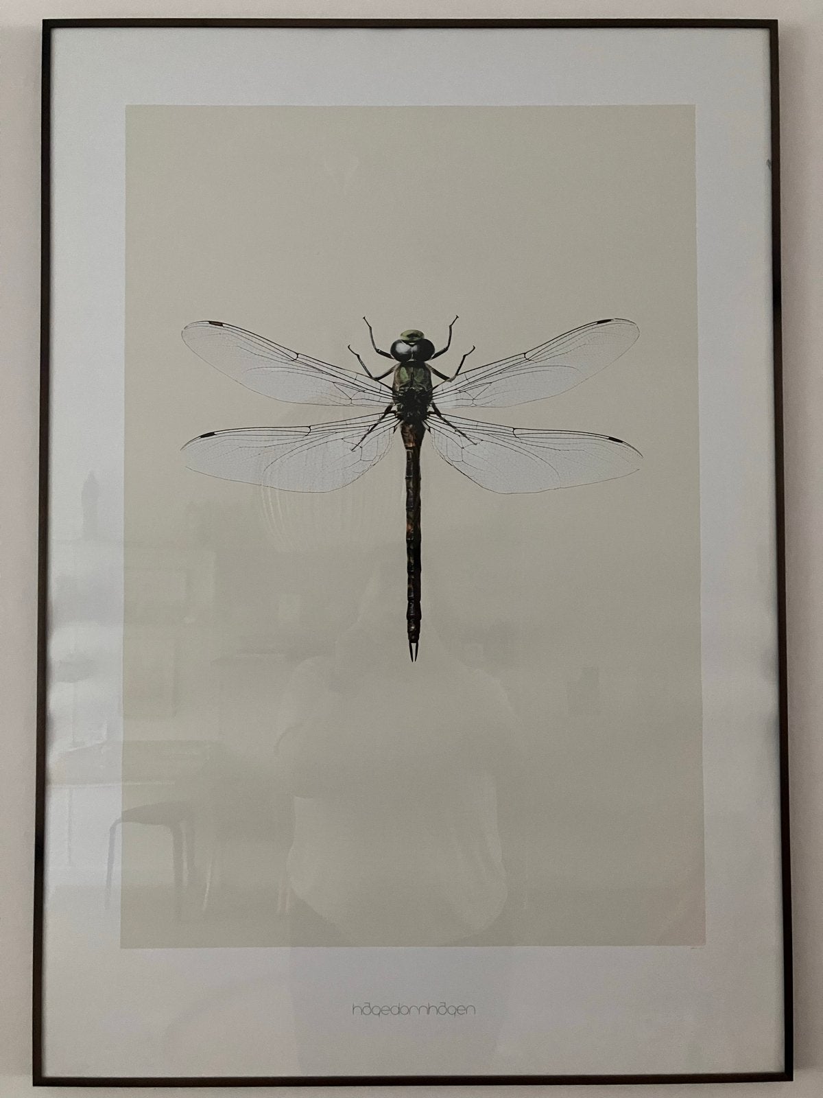 Hagedornhagen Libelle Poster 70x100 cm met lijst en glas, Ophalen, Overige materialen, Gebruikt, 75 tot 100 cm