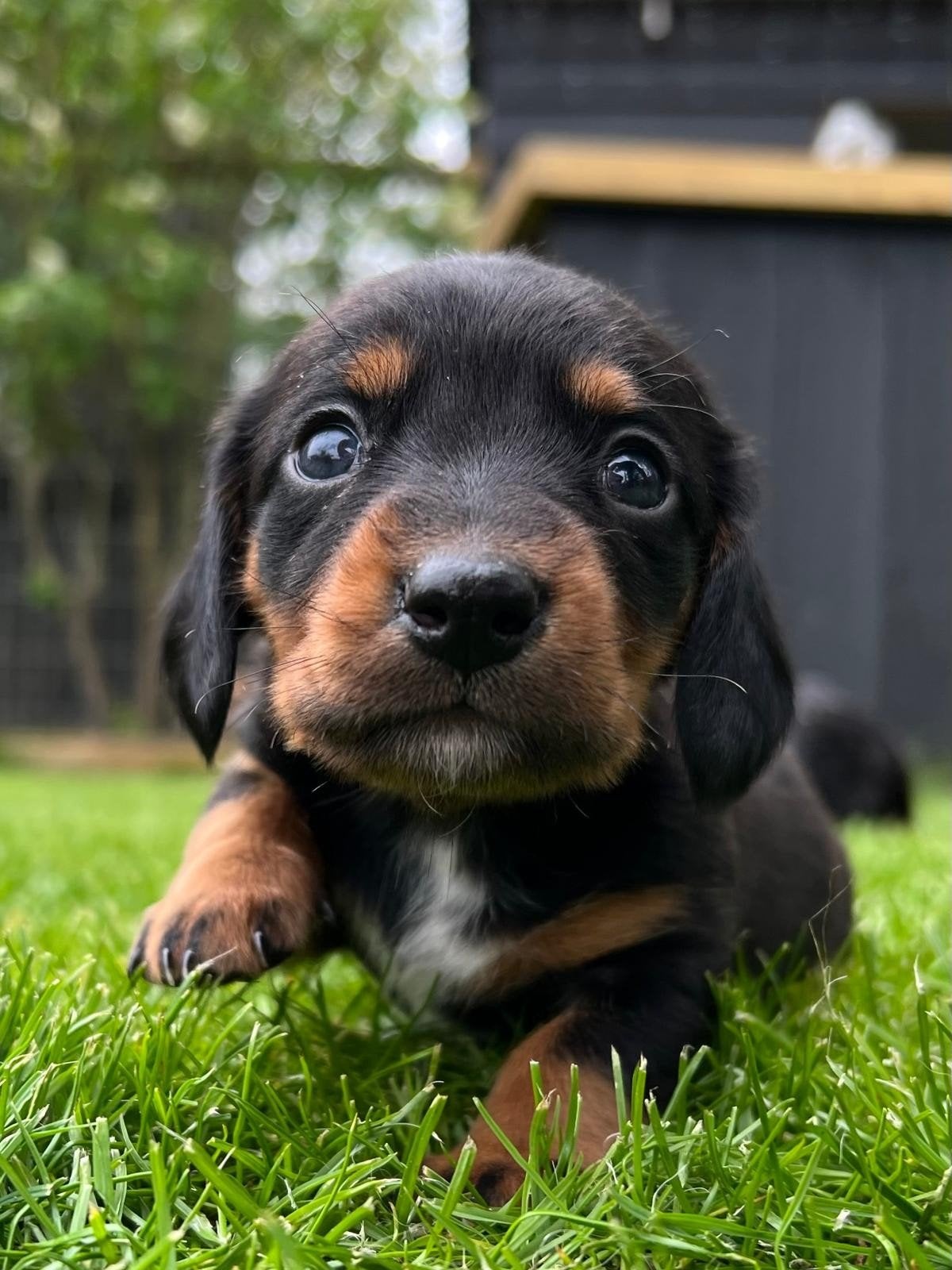 Te koop knappe dwerg teckel pups uit huiselijke omgeving, Parvo, 8 tot 15 weken, Korthaar, Dwerg
