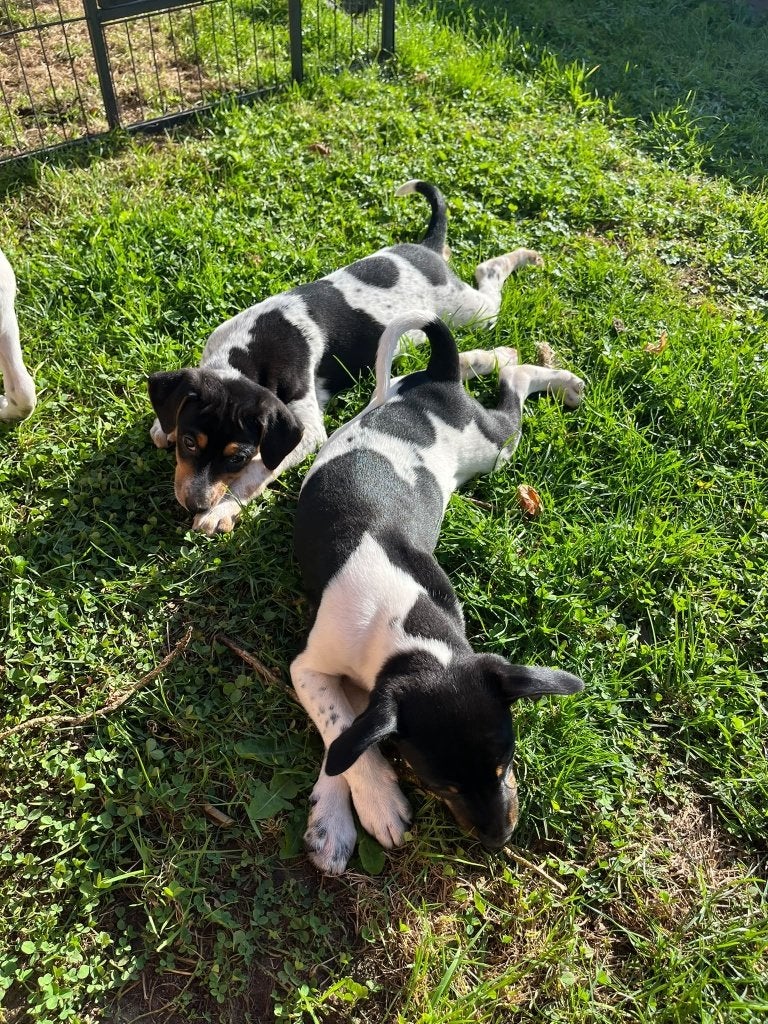 boerenfox pups, Dieren en Toebehoren, België, Particulier, 8 tot 15 weken, Meerdere