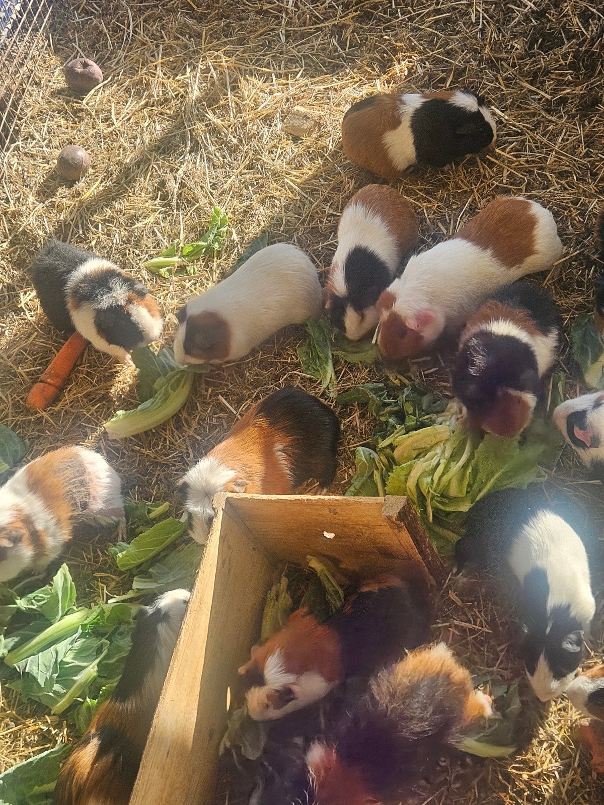 Verschillende cavia s beschikbaar, April, Mannelijk, Cavia