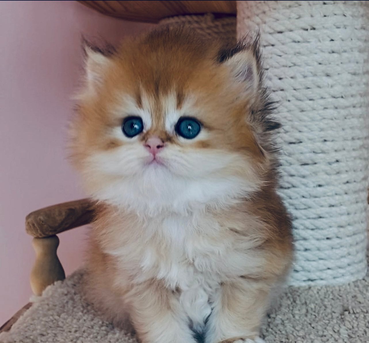 Britse korthaar kittens, Meerdere dieren, Ontwormd