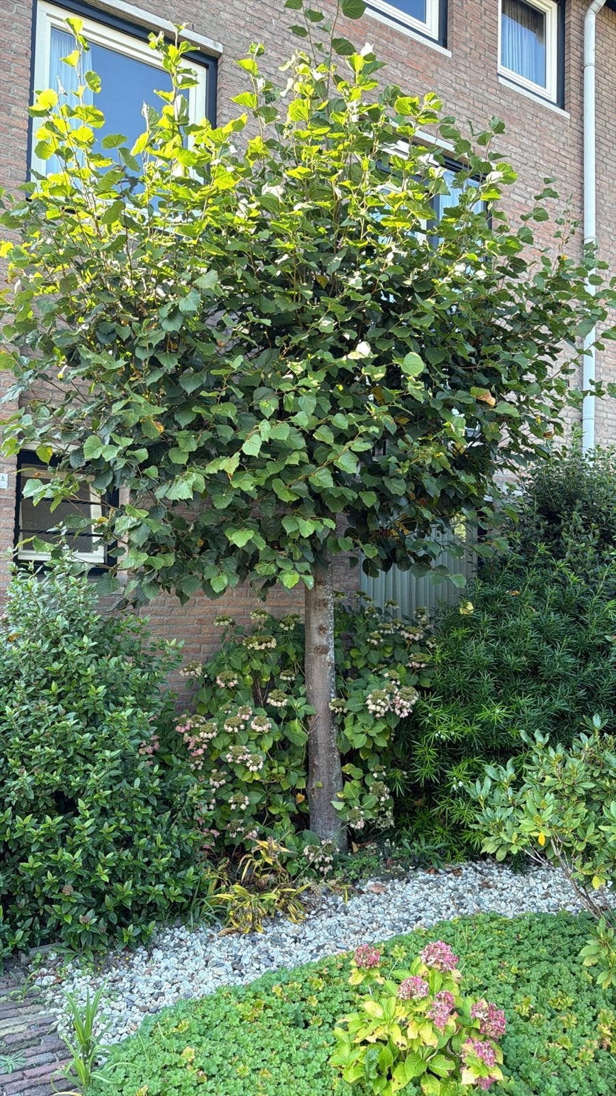 Diverse bomen en struiken GRATIS af te halen in Vught, Tuin en Terras, 250 tot 400 cm, Zomer, Ophalen, Volle zon
