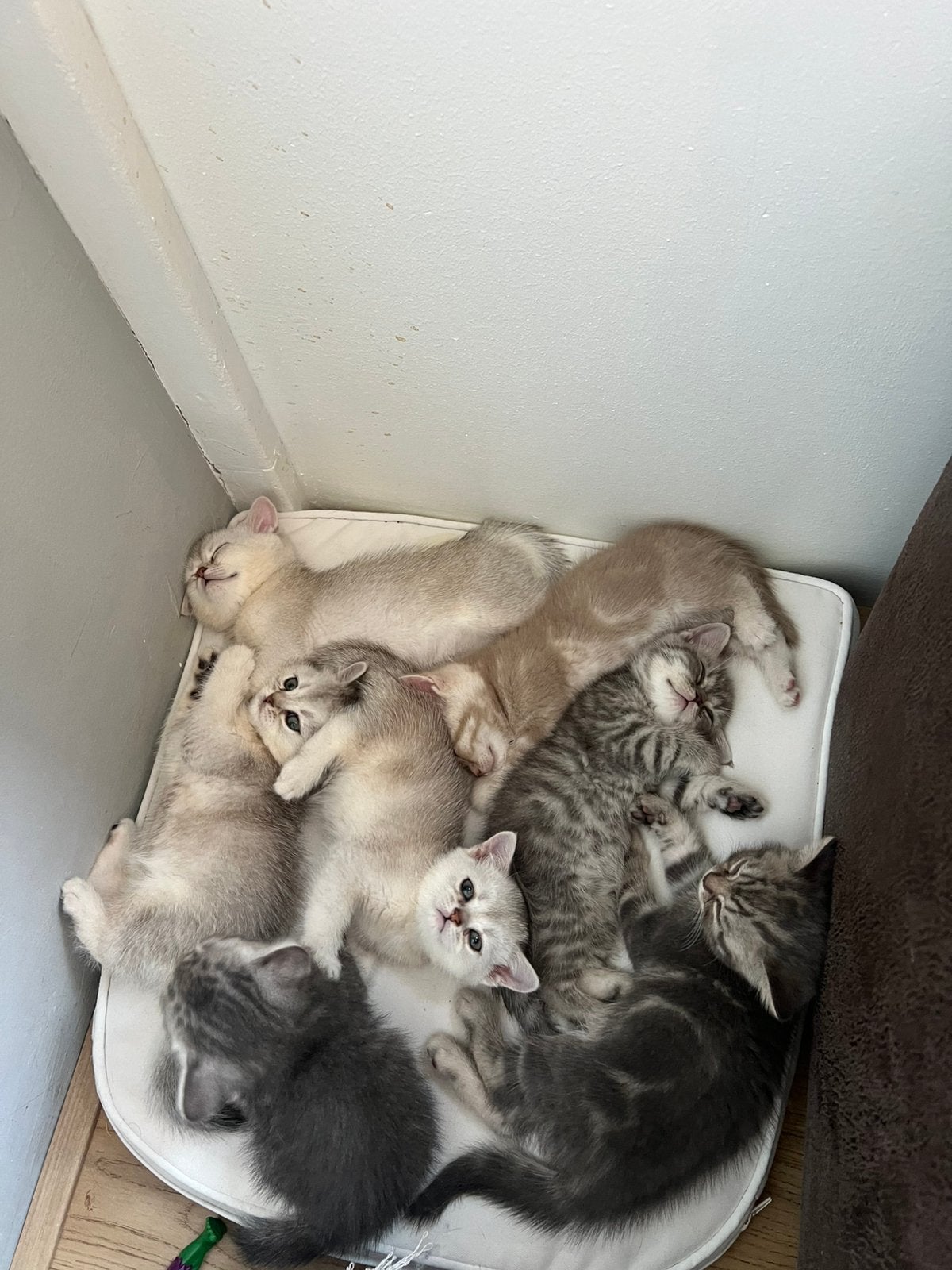 Britse Korthaar kittens ️, Meerdere dieren
