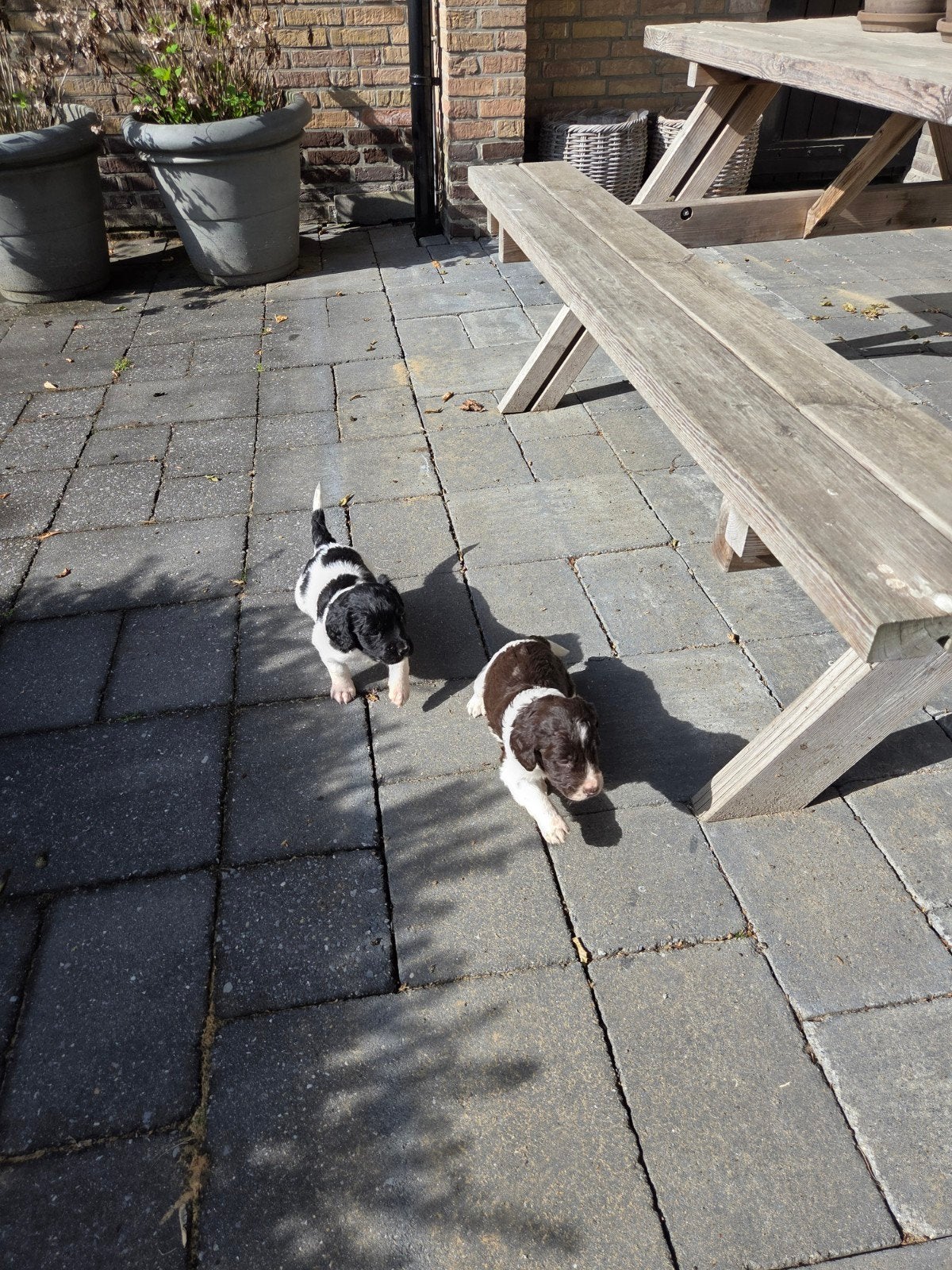 Friese stabij/heidewachtel pups te koop, Parvo, 8 tot 15 weken, Meerdere, Nederland