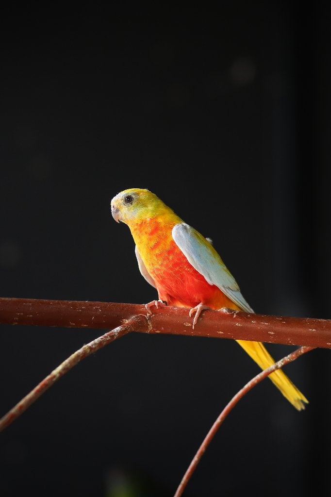 Bourke en Turquosine | Neophema's | Verschillende kleuren, Meerdere dieren, Parkiet