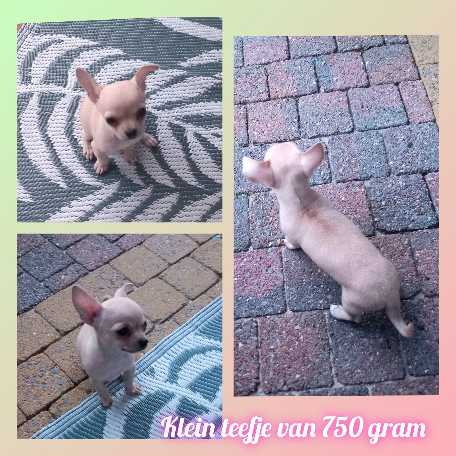 Chihuahua meisje " lilac/fawn"( bijzondere kleur), 8 tot 15 weken, Teef, Parvo, Eén hond