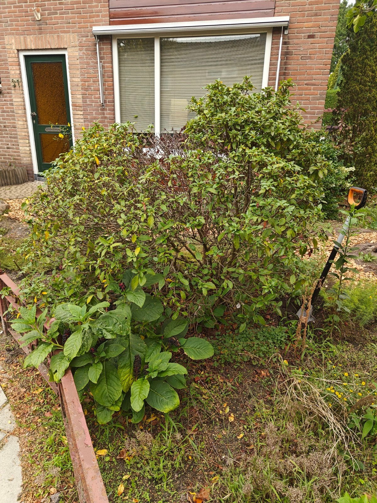 Sneeuwbal (Viburnum Tinus) - Gratis, Vaste plant, Halfschaduw, Winter, Ophalen