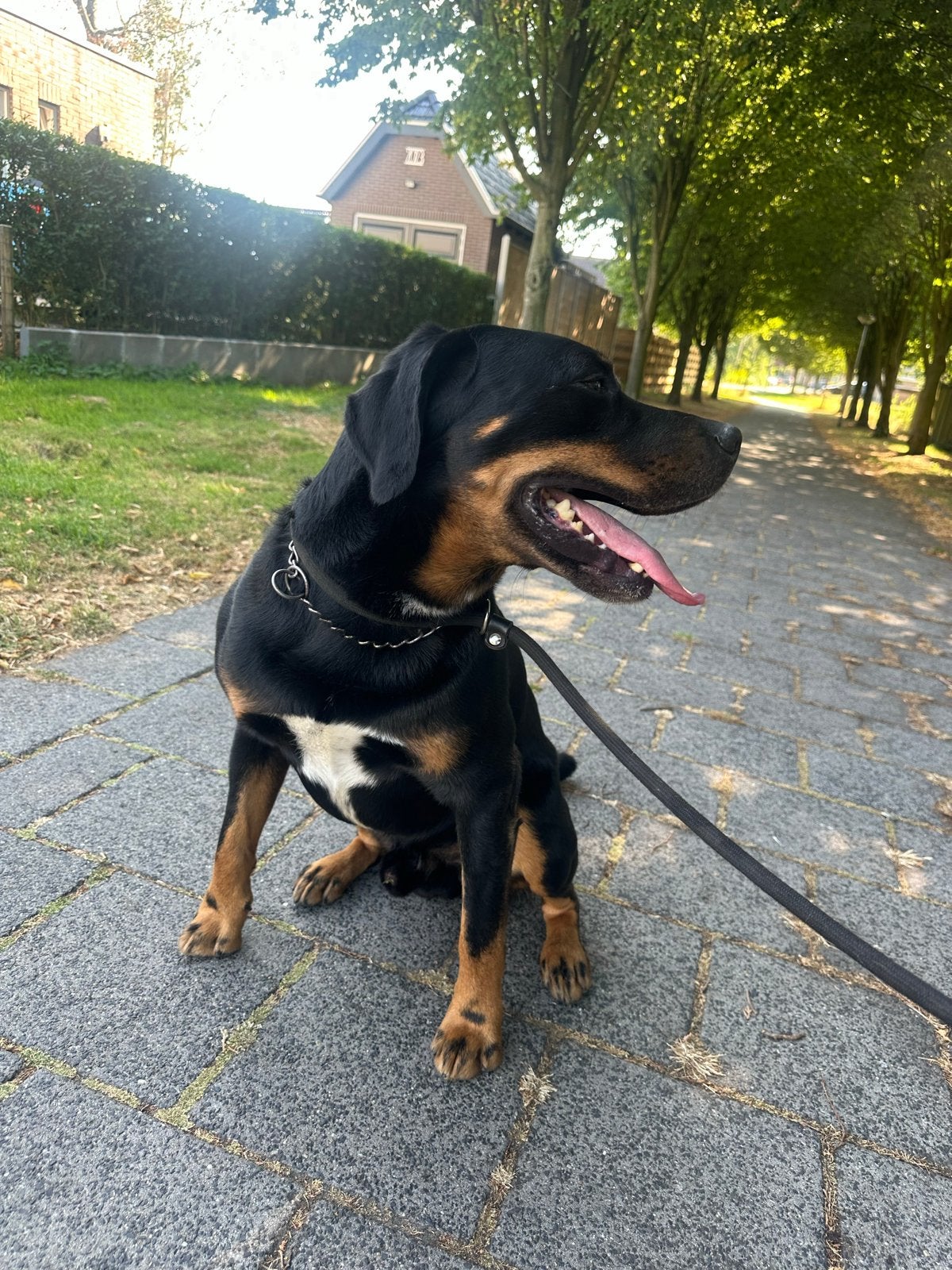 honden oppas gezocht voor 7 tm 10 augustus, Ophalen of Verzenden